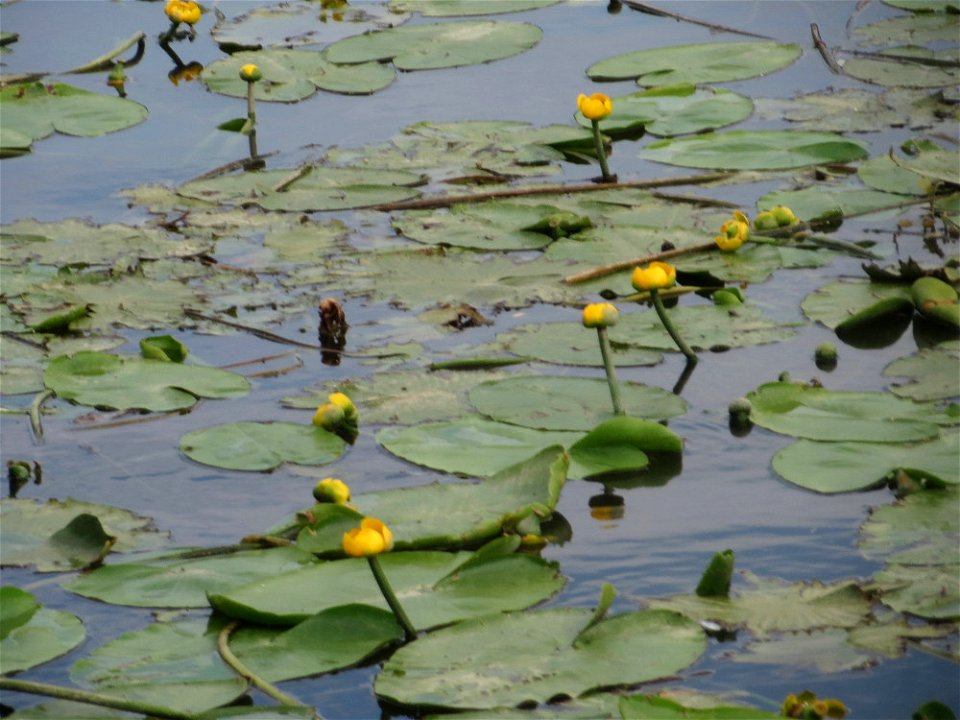 Gelbe Teichrose (Nuphar lutea) am Osthafen Saarbrücken