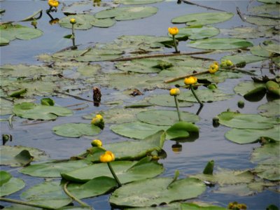 Gelbe Teichrose (Nuphar lutea) am Osthafen Saarbrücken