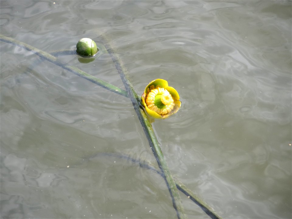 Gelbe Teichrose (Nuphar lutea) am Osthafen Saarbrücken