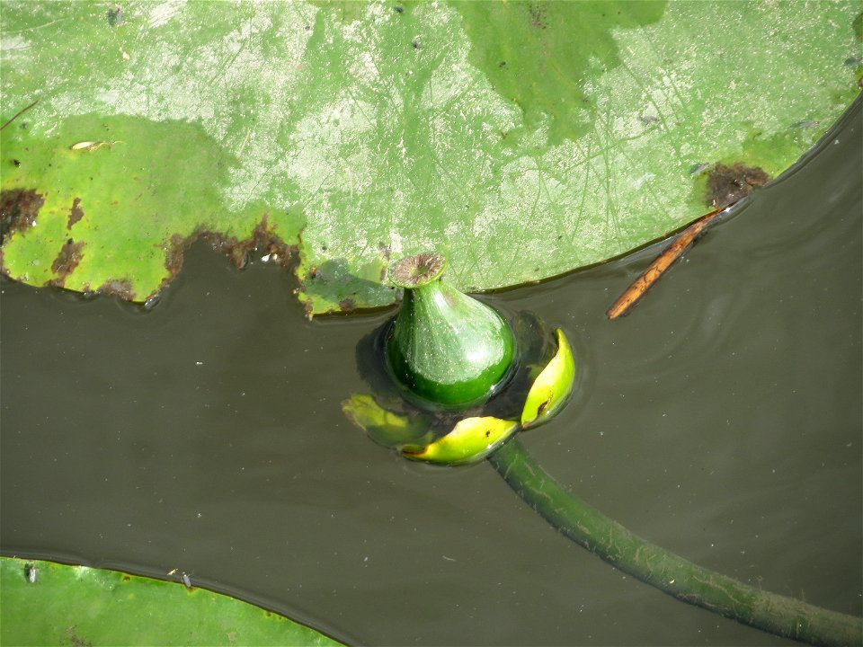 Gelbe Teichrose (Nuphar lutea) am Osthafen Saarbrücken