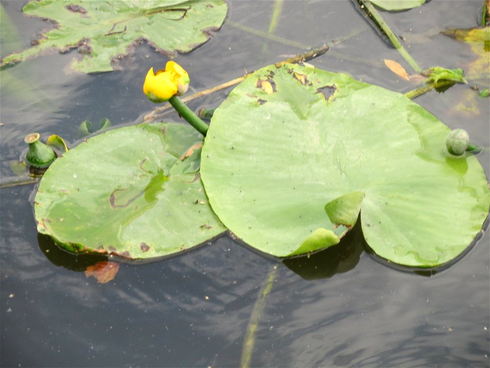 Gelbe Teichrose (Nuphar lutea) am Osthafen Saarbrücken