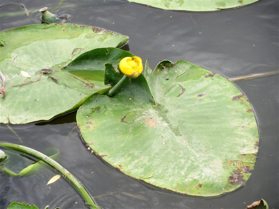 Gelbe Teichrose (Nuphar lutea) am Osthafen Saarbrücken