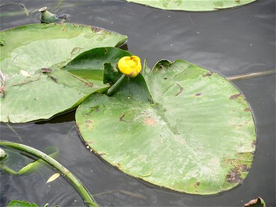 Gelbe Teichrose (Nuphar lutea) am Osthafen Saarbrücken