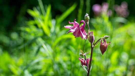 Spring garden beautiful photo