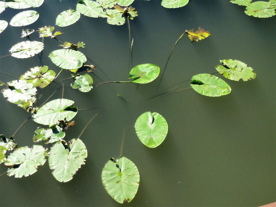 Gelbe Teichrose (Nuphar lutea) am Osthafen Saarbrücken