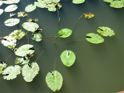 Gelbe Teichrose (Nuphar lutea) am Osthafen Saarbrücken