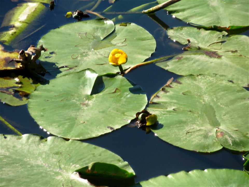 Gelbe Teichrose (Nuphar lutea) am Osthafen Saarbrücken