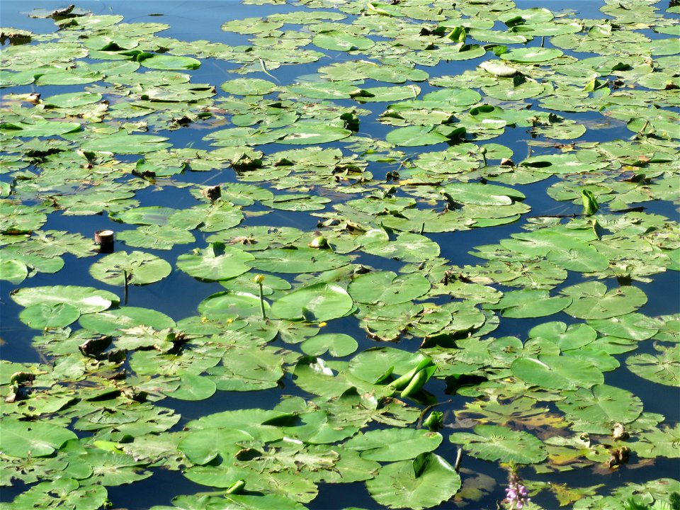 Gelbe Teichrose (Nuphar lutea) am Osthafen Saarbrücken