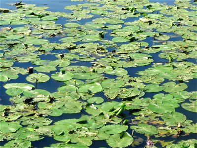 Gelbe Teichrose (Nuphar lutea) am Osthafen Saarbrücken