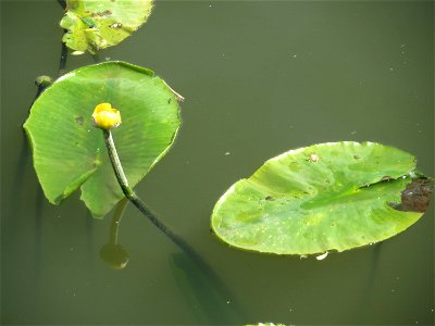 Gelbe Teichrose (Nuphar lutea) am Osthafen Saarbrücken