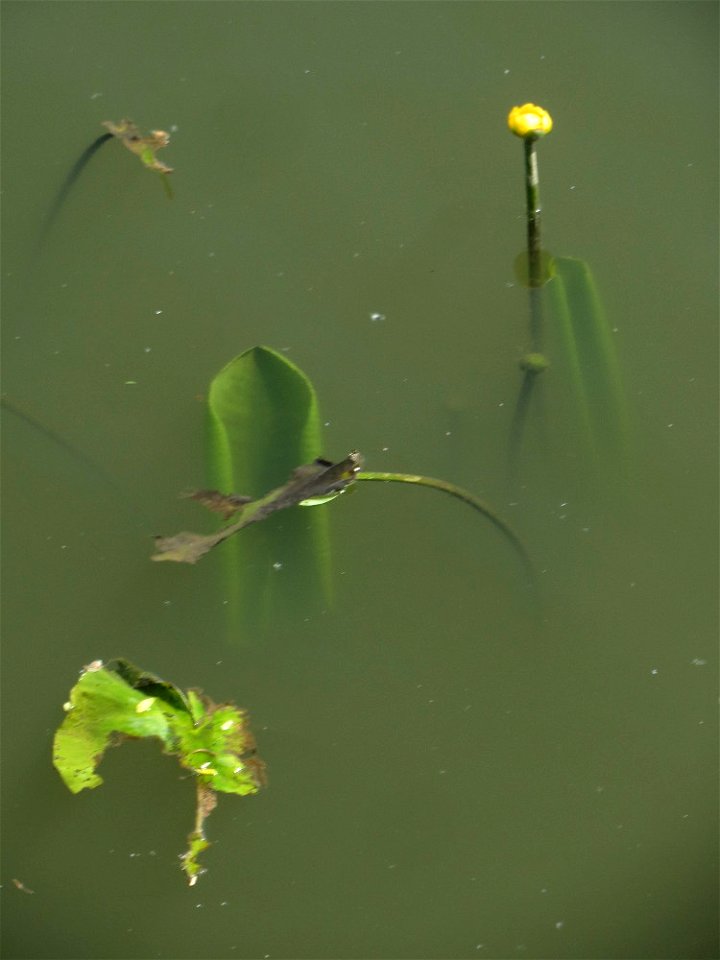 Gelbe Teichrose (Nuphar lutea) am Osthafen Saarbrücken