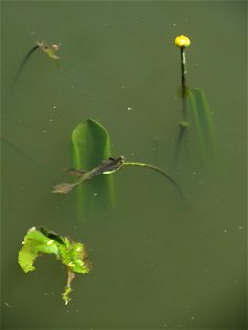 Gelbe Teichrose (Nuphar lutea) am Osthafen Saarbrücken