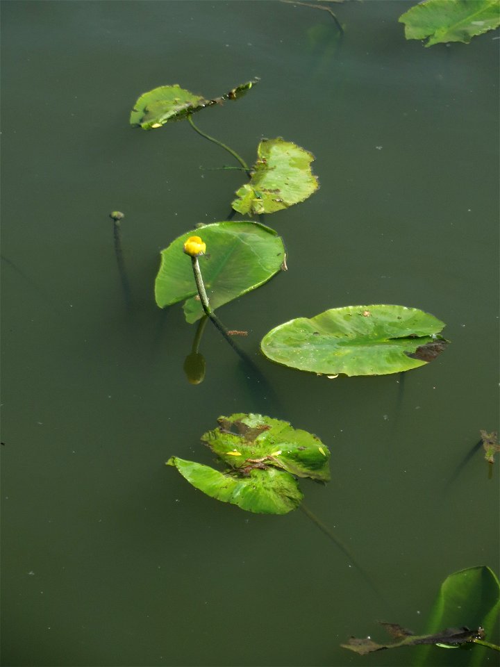 Gelbe Teichrose (Nuphar lutea) am Osthafen Saarbrücken