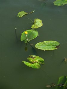Gelbe Teichrose (Nuphar lutea) am Osthafen Saarbrücken