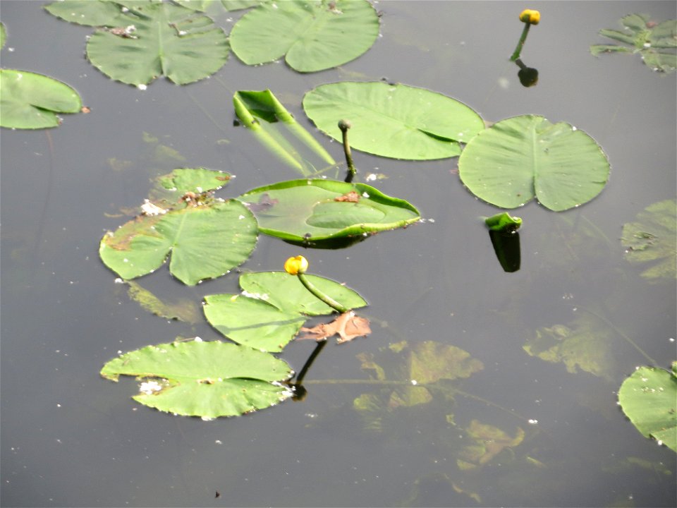 Gelbe Teichrose (Nuphar lutea) an der Saar in Saarbrücken