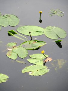 Gelbe Teichrose (Nuphar lutea) an der Saar in Saarbrücken