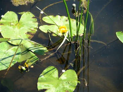 Gelbe Teichrose (Nuphar lutea) an der Saar in Saarbrücken