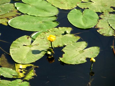 Gelbe Teichrose (Nuphar lutea) an der Saar in Saarbrücken