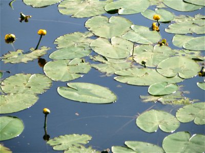 Gelbe Teichrose (Nuphar lutea) an der Saar in Saarbrücken