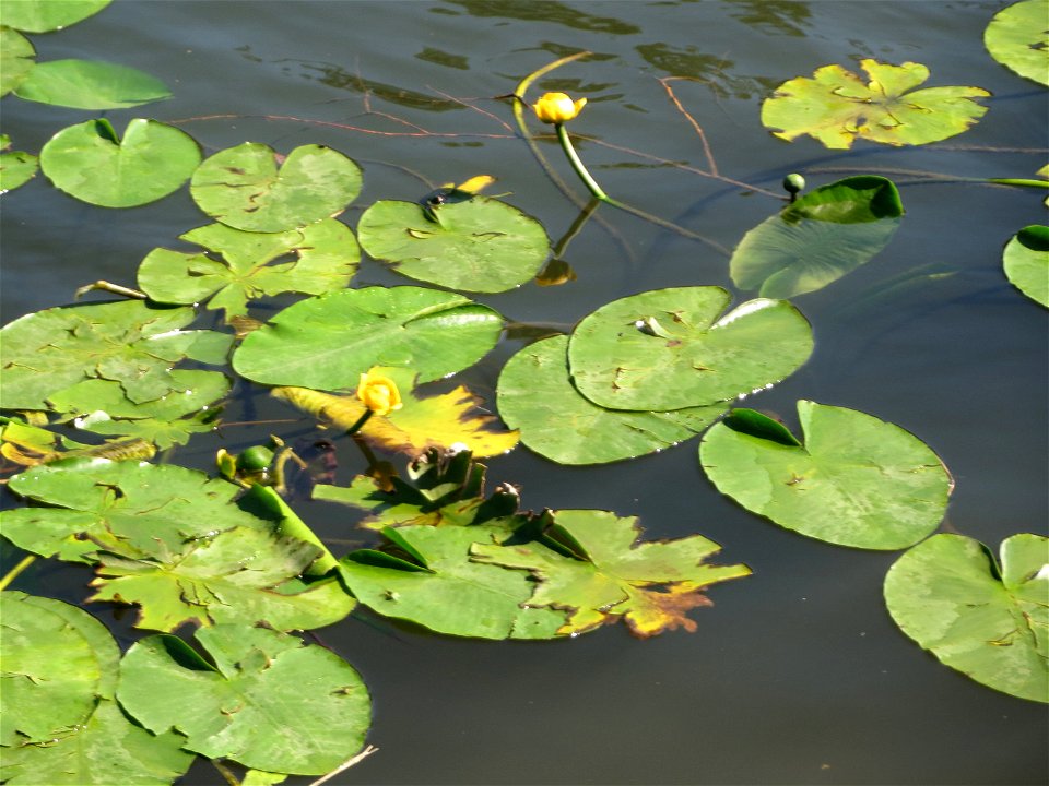 Gelbe Teichrose (Nuphar lutea) an der Saar in Sankt Arnual
