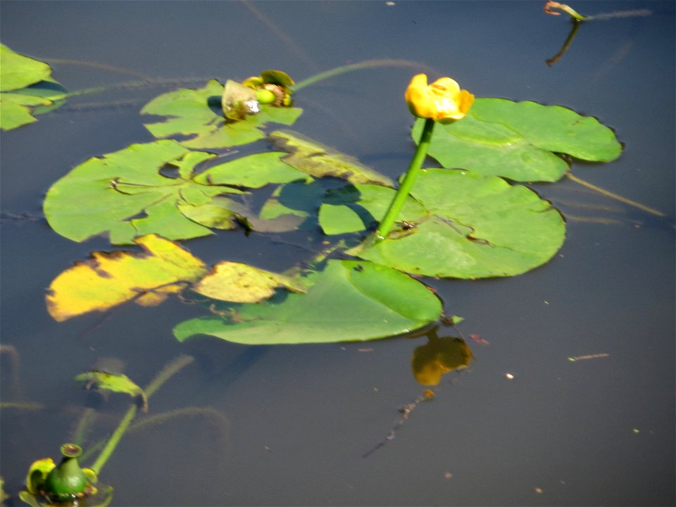 Gelbe Teichrose (Nuphar lutea) an der Saar in Sankt Arnual