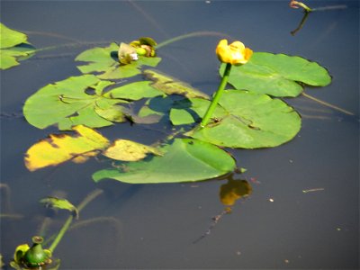Gelbe Teichrose (Nuphar lutea) an der Saar in Sankt Arnual photo