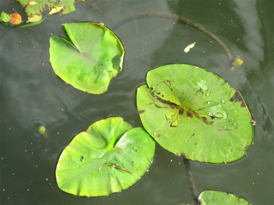 Gelbe Teichrose (Nuphar lutea) am Osthafen Saarbrücken