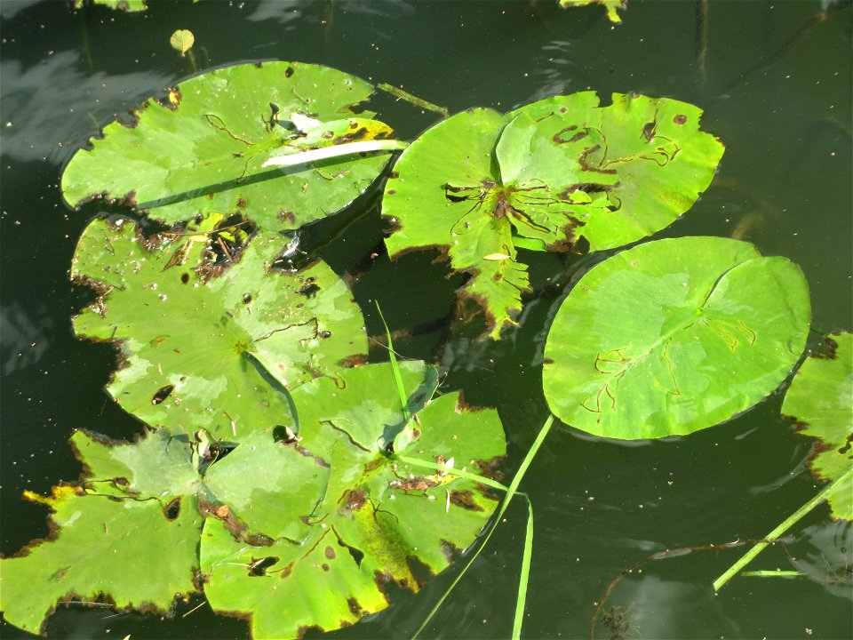 Gelbe Teichrose (Nuphar lutea) am Osthafen Saarbrücken