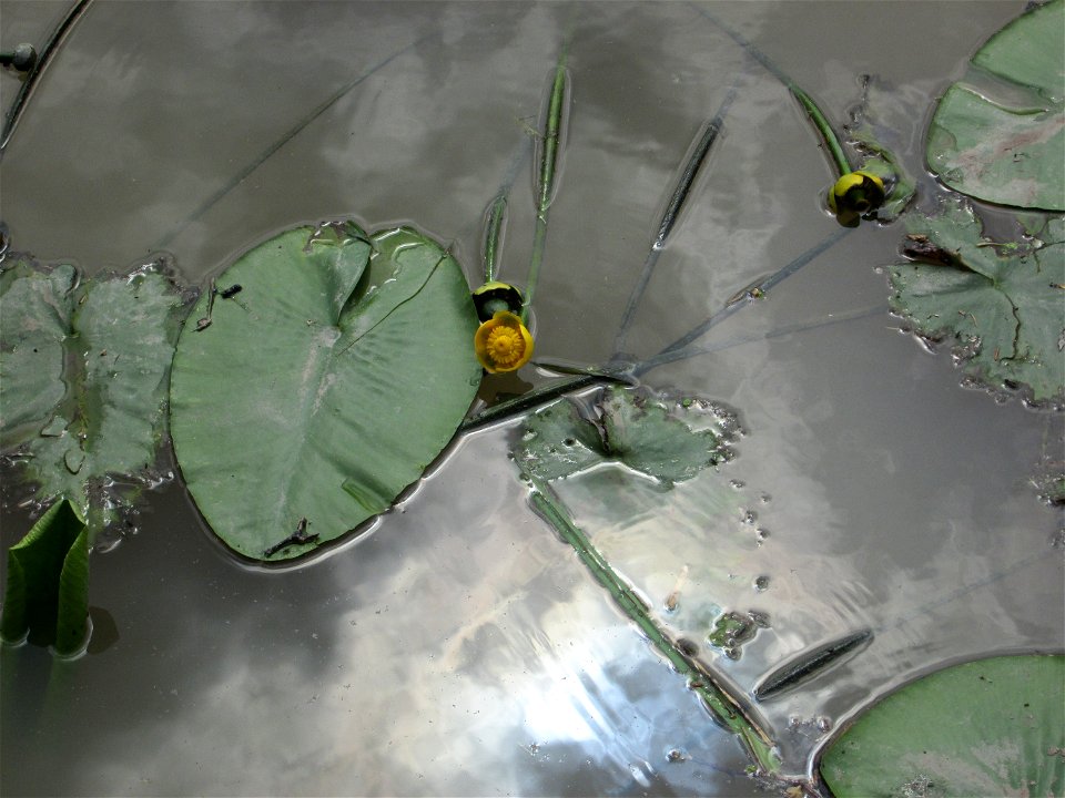 Gelbe Teichrose (Nuphar lutea) am Osthafen Saarbrücken