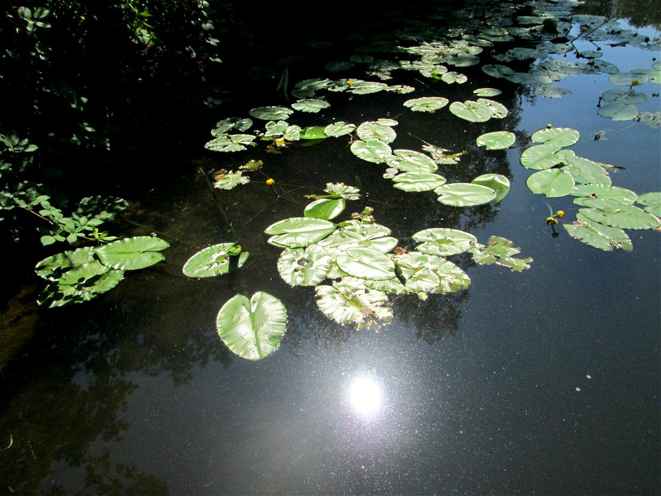 Gelbe Teichrose (Nuphar lutea) an der Saar in Saarbrücken - unterhalb vom Ruderclub "Undine" findet sich ein Kleinbiotop mit einer Vielzahl von typischen Ufer-Pflanzen