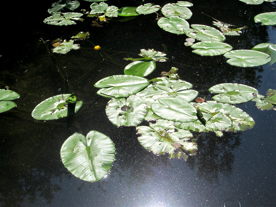 Gelbe Teichrose (Nuphar lutea) an der Saar in Saarbrücken - unterhalb vom Ruderclub "Undine" findet sich ein Kleinbiotop mit einer Vielzahl von typischen Ufer-Pflanzen