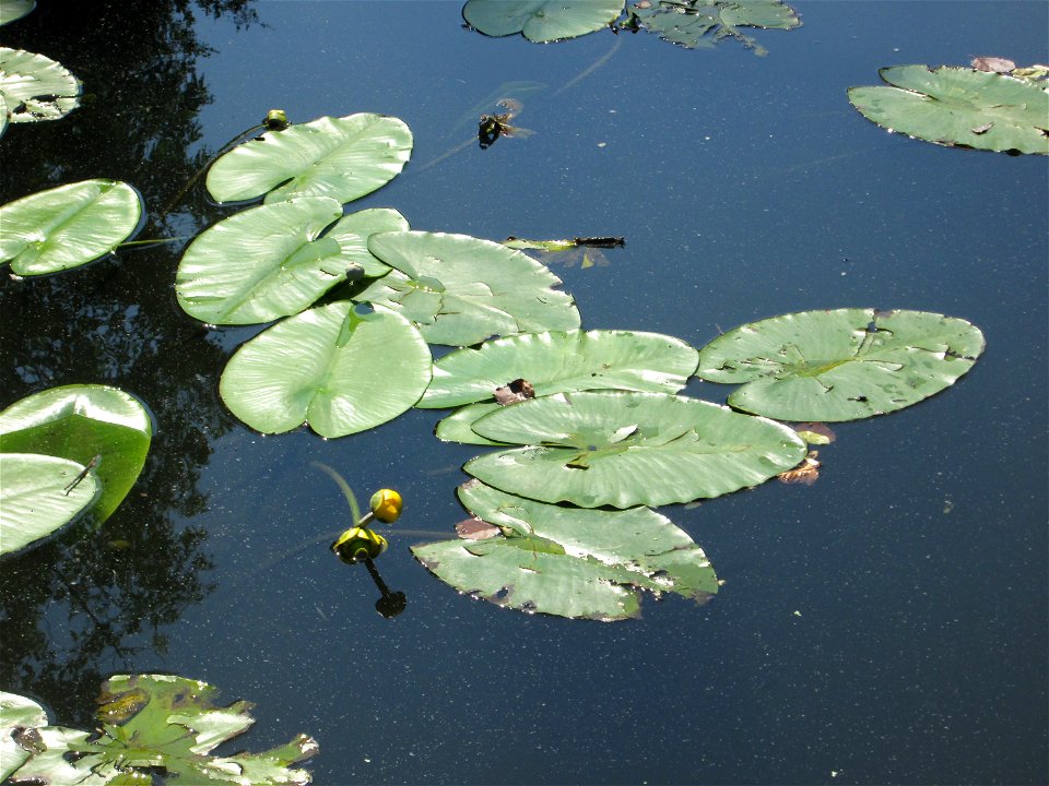 Gelbe Teichrose (Nuphar lutea) an der Saar in Saarbrücken - unterhalb vom Ruderclub "Undine" findet sich ein Kleinbiotop mit einer Vielzahl von typischen Ufer-Pflanzen