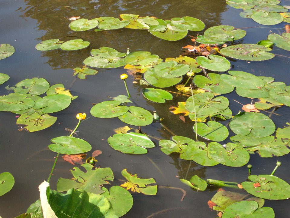Gelbe Teichrose (Nuphar lutea) an der Saar in Saarbrücken