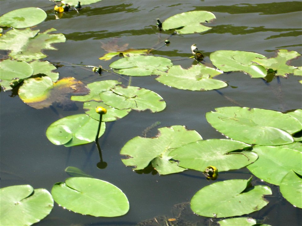 Gelbe Teichrose (Nuphar lutea) an der Saar in Saarbrücken