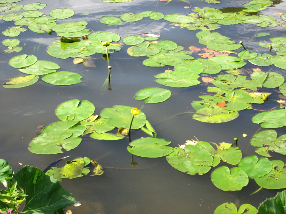 Gelbe Teichrose (Nuphar lutea) an der Saar in Saarbrücken