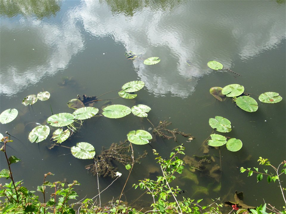 Gelbe Teichrose (Nuphar lutea) an der Saar in Saarbrücken