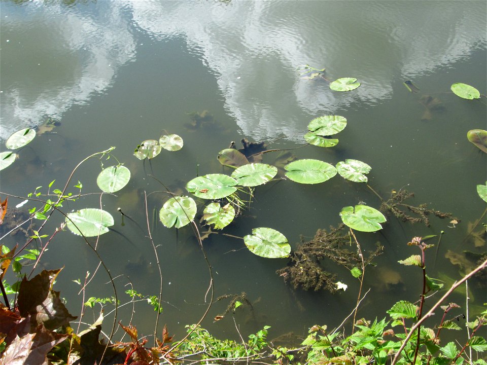 Gelbe Teichrose (Nuphar lutea) an der Saar in Saarbrücken