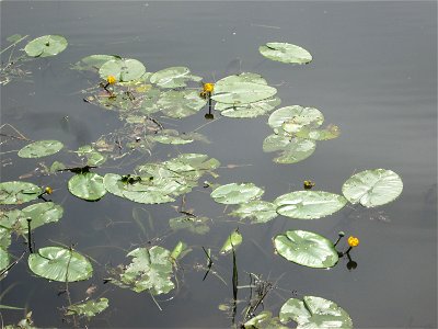 Gelbe Teichrose (Nuphar lutea) an der Saar im Naturschutzgebiet „St. Arnualer Wiesen“ photo