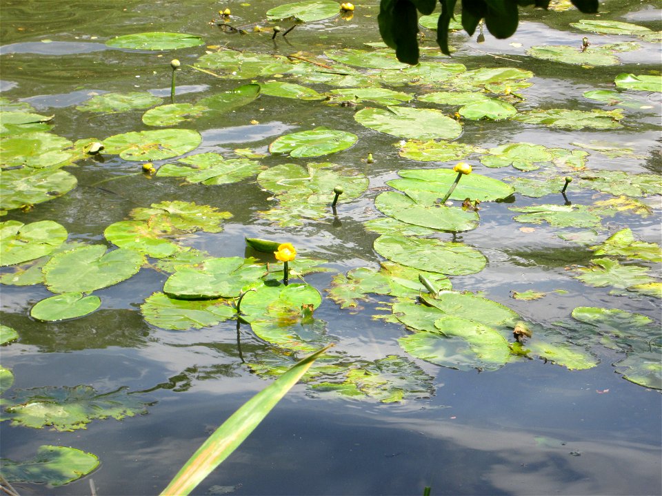 Gelbe Teichrose (Nuphar lutea) an der Saar in Sankt Arnual