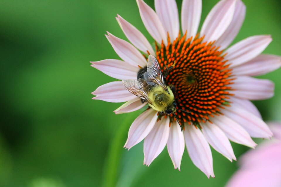 Pollen yellow summer