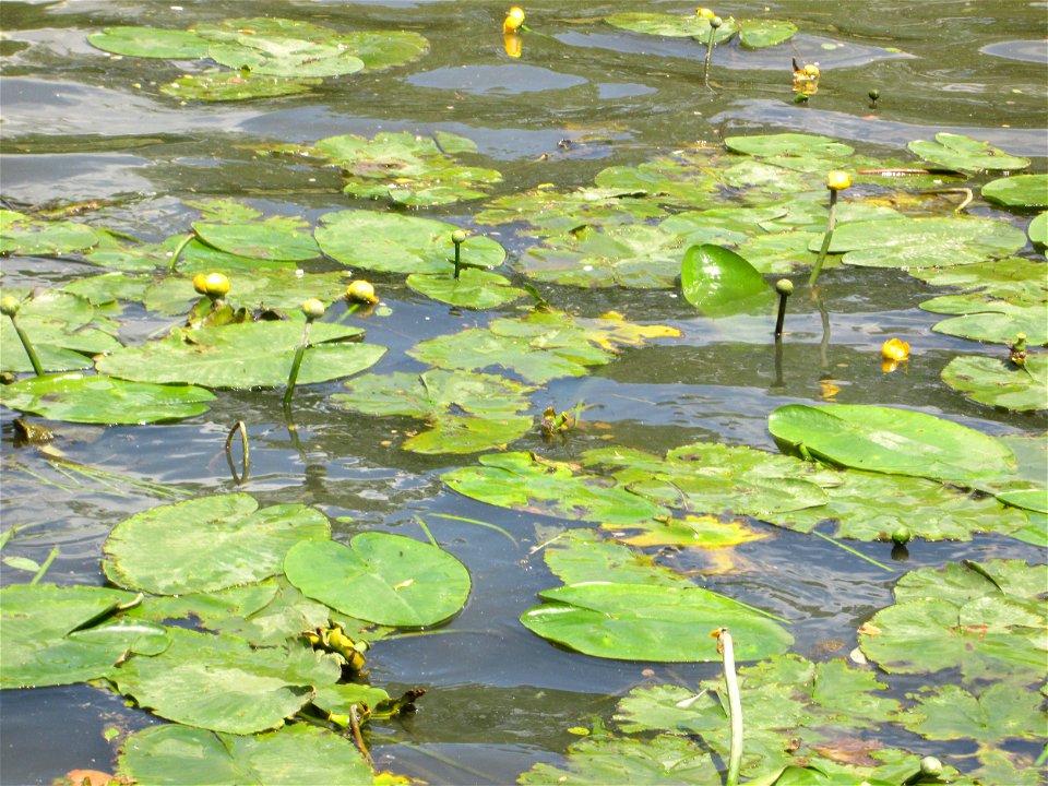 Gelbe Teichrose (Nuphar lutea) an der Saar in Sankt Arnual