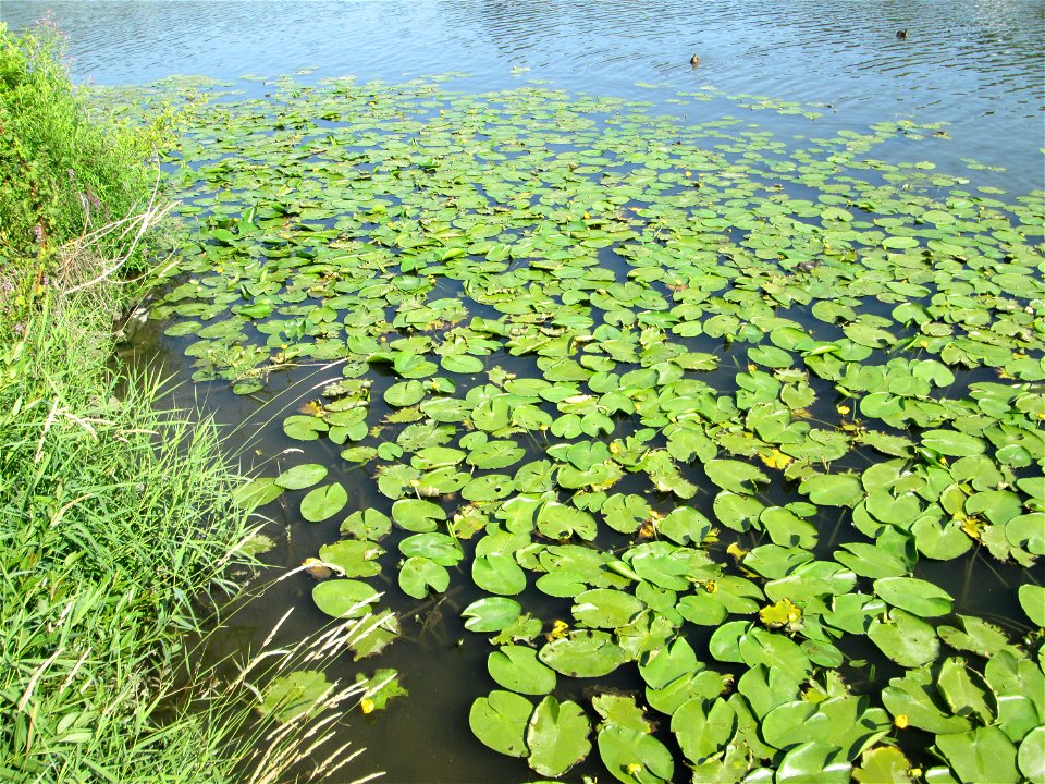 Gelbe Teichrose (Nuphar lutea) am Osthafen Saarbrücken