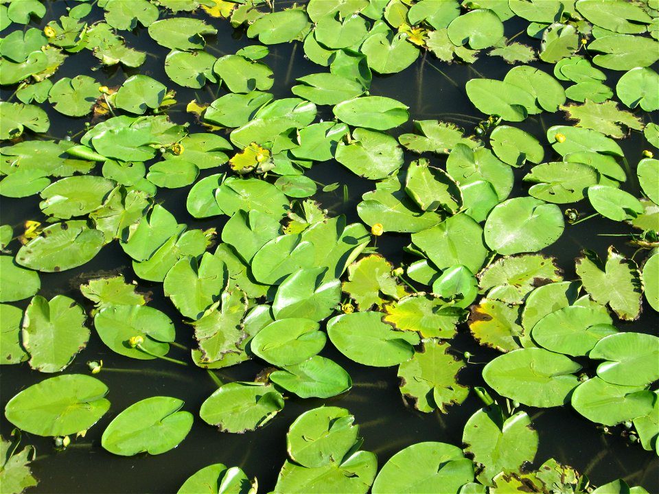Gelbe Teichrose (Nuphar lutea) am Osthafen Saarbrücken