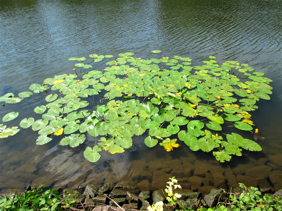 Gelbe Teichrose (Nuphar lutea) an der Saar in Saarbrücken