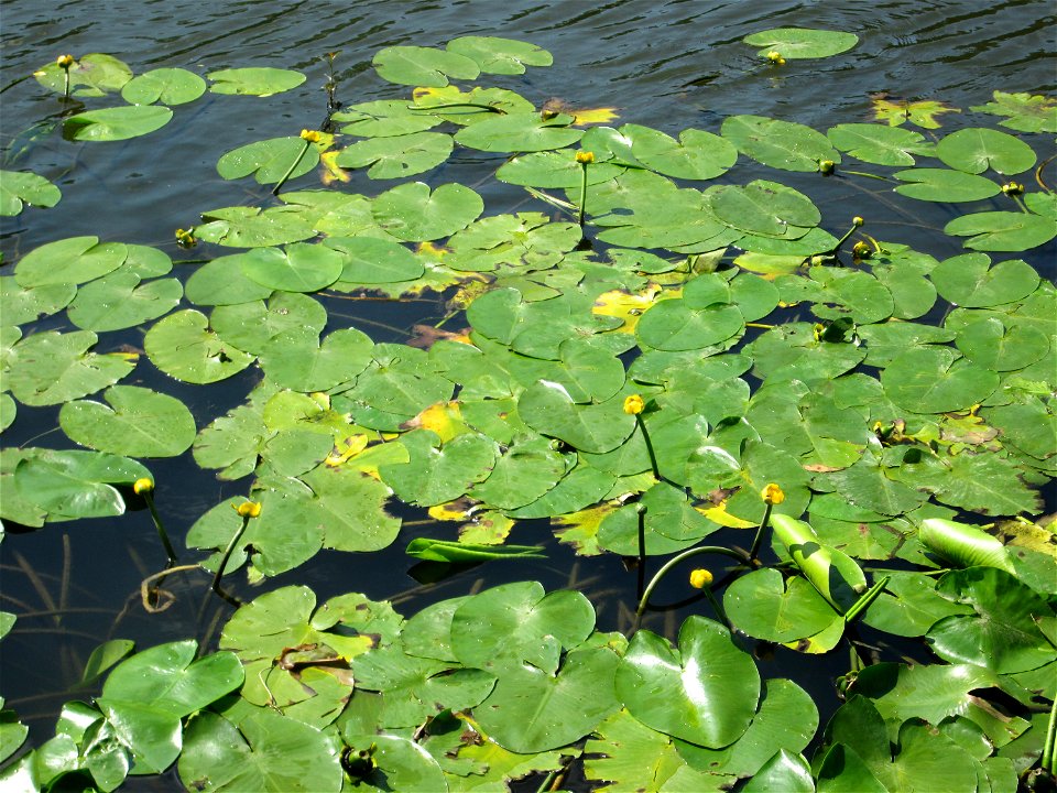 Gelbe Teichrose (Nuphar lutea) an der Saar in Saarbrücken