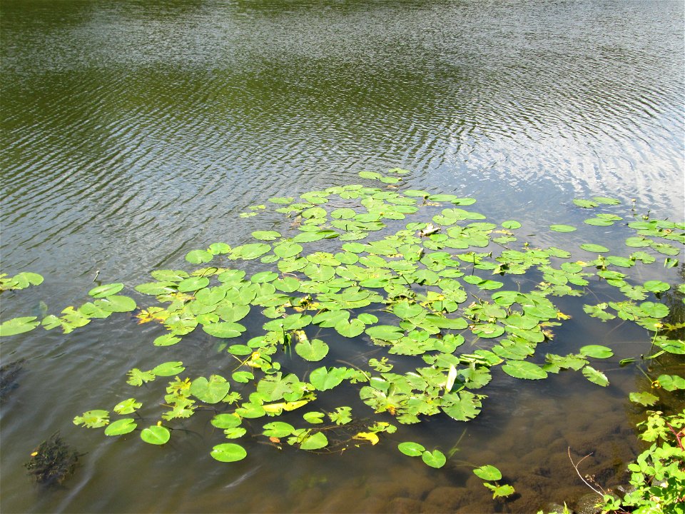 Gelbe Teichrose (Nuphar lutea) an der Saar in Saarbrücken