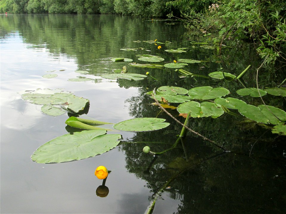 Gelbe Teichrose (Nuphar lutea) am Saaraltarm am Staden in Saarbrücken