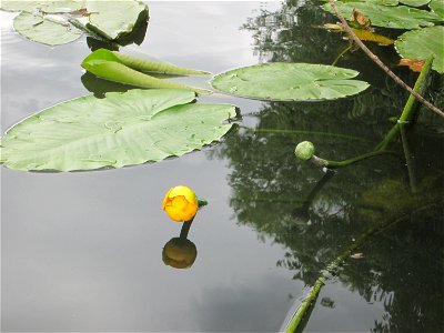 Gelbe Teichrose (Nuphar lutea) am Saaraltarm am Staden in Saarbrücken