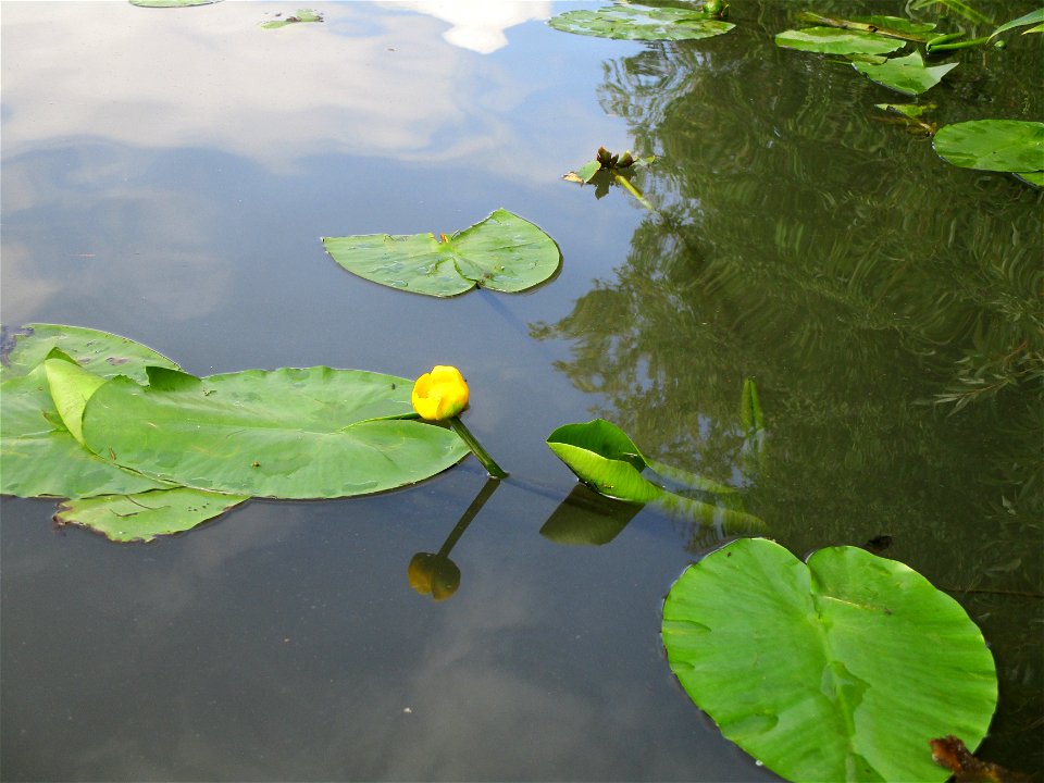 Gelbe Teichrose (Nuphar lutea) an der Saar in Saarbrücken