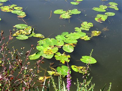 Gelbe Teichrose (Nuphar lutea) an der Saar im Naturschutzgebiet "St. Arnualer Wiesen"
